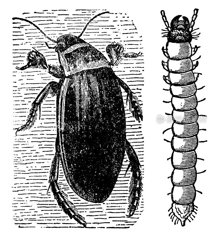 巨型绿水甲虫昆虫(dytisscus Marginicollis) - 19世纪